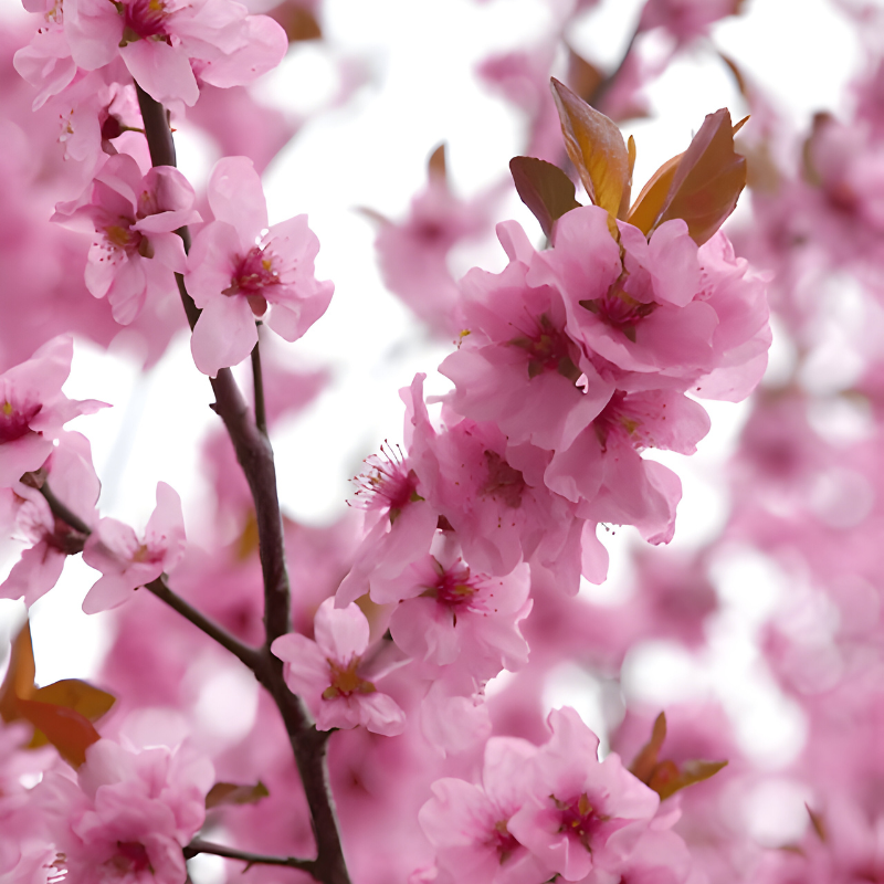 Fleur de cerisier japonaise – Sakura