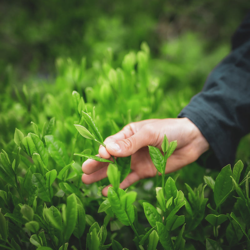 Premières pousses de thé vert au Japon, jeune feuille tendre de matcha