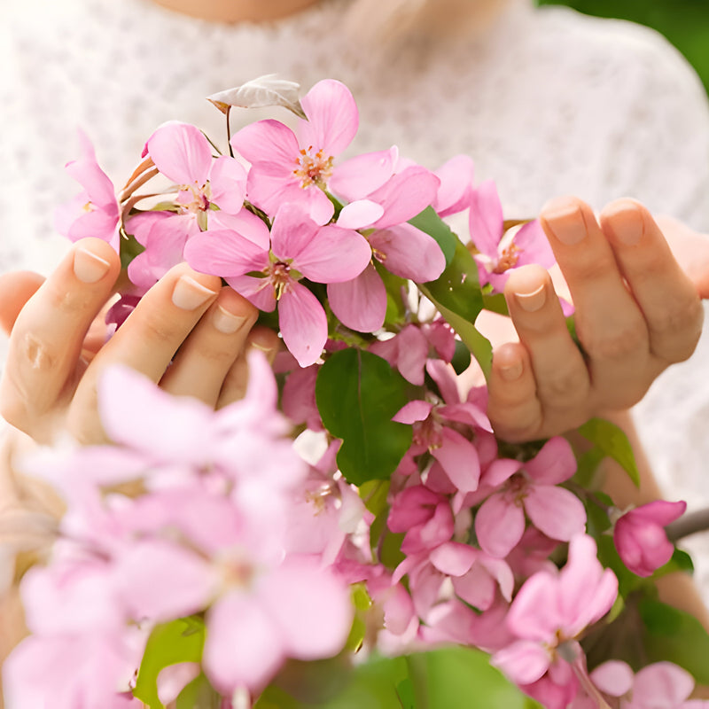 Fleurs de sakura - fleurs de cerisier japonaises