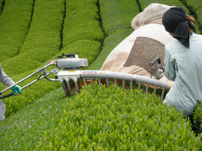 Récolte traditionnelle de feuilles de thé vert au Japon