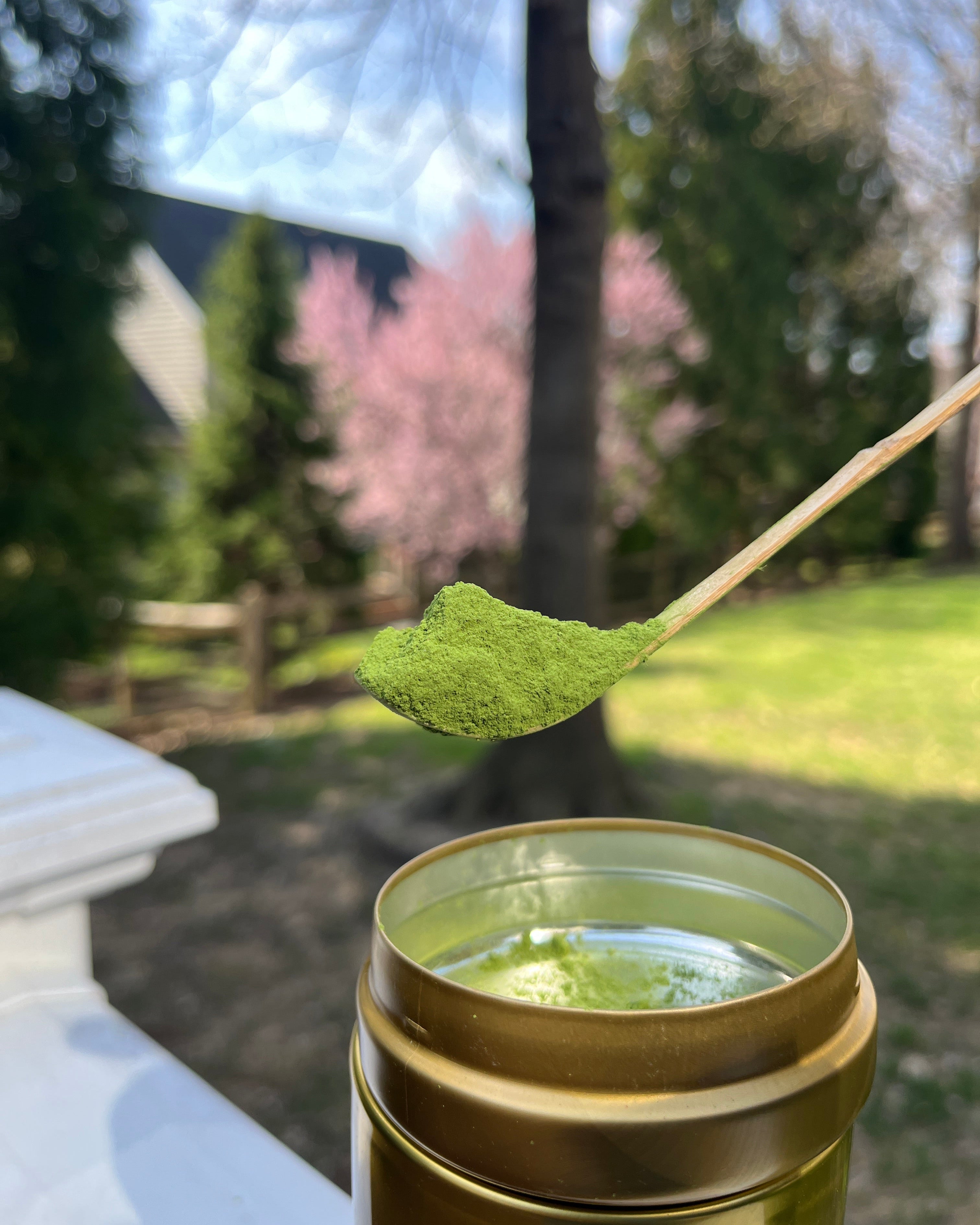 MATCHA FLEURS DE CERISIER